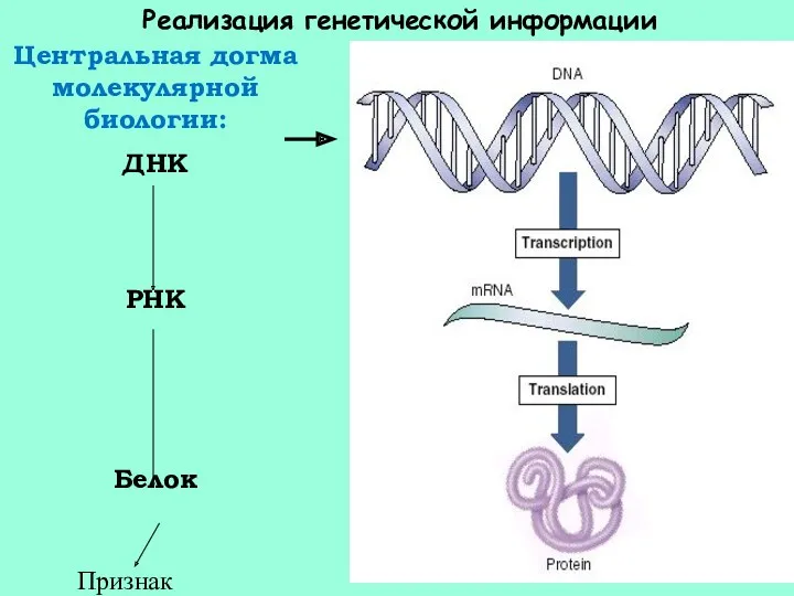 Центральная догма молекулярной биологии: ДНК РНК Белок Трансляция Реализация генетической информации Признак