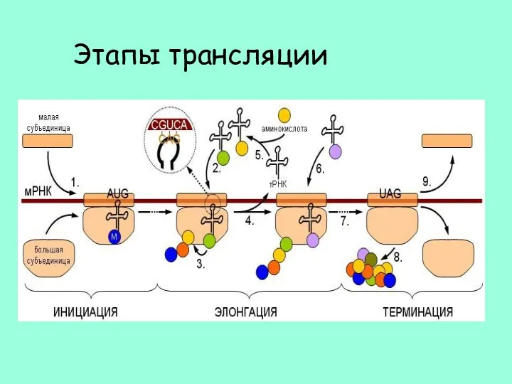 Этапы трансляции