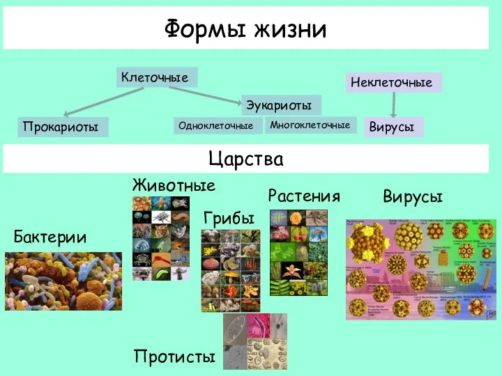 Формы жизни Клеточные Неклеточные Прокариоты Эукариоты Вирусы Царства Животные Растения Грибы Протисты Бактерии Вирусы Многоклеточные Одноклеточные