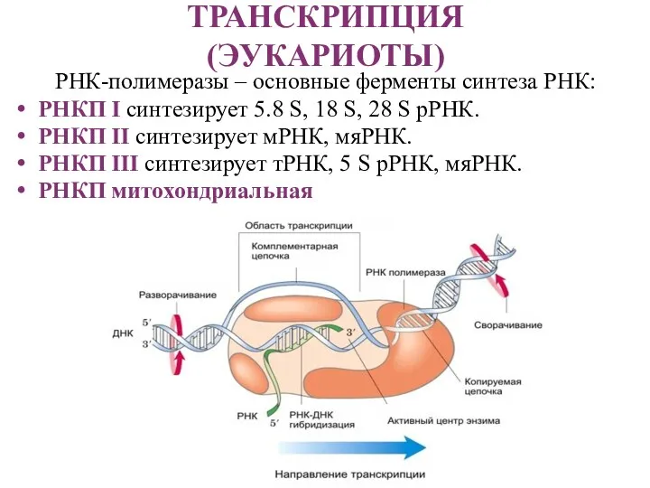 ТРАНСКРИПЦИЯ (ЭУКАРИОТЫ) РНК-полимеразы – основные ферменты синтеза РНК: РНКП I