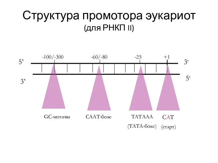 Структура промотора эукариот (для РНКП II) 5’ 3’ 5’ 3’