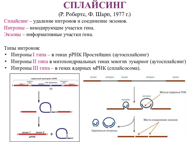 СПЛАЙСИНГ (Р. Робертс, Ф. Шарп, 1977 г.) Сплайсинг – удаление