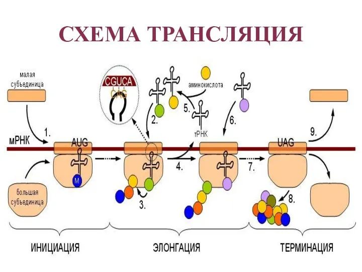 СХЕМА ТРАНСЛЯЦИЯ