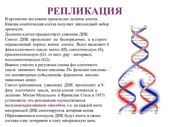 РЕПЛИКАЦИЯ В организме постоянно происходит деление клеток. Каждая соматическая клетка