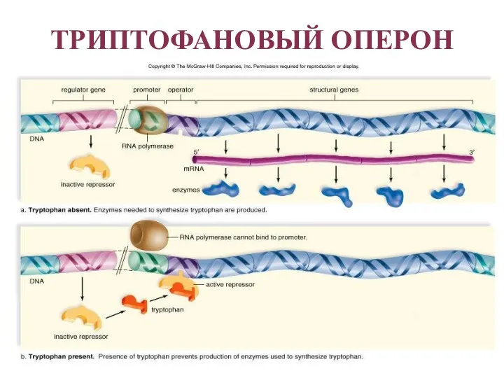 ТРИПТОФАНОВЫЙ ОПЕРОН