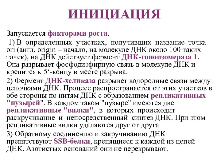 ИНИЦИАЦИЯ Запускается факторами роста. 1) В определенных участках, получивших название