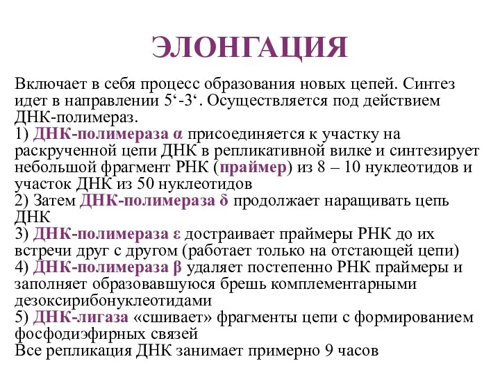 ЭЛОНГАЦИЯ Включает в себя процесс образования новых цепей. Синтез идет