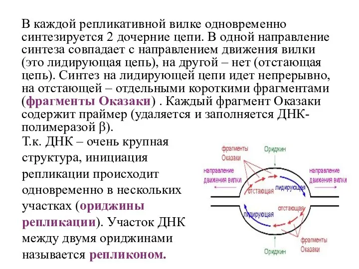 В каждой репликативной вилке одновременно синтезируется 2 дочерние цепи. В