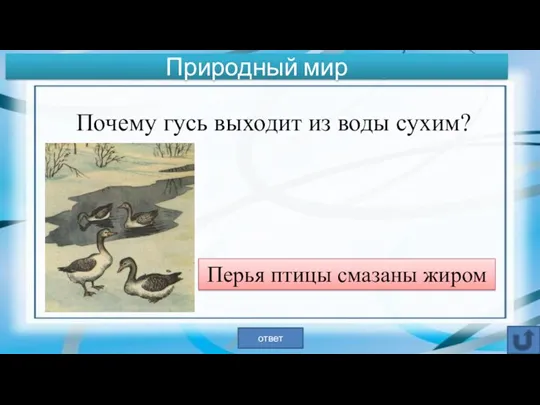 Почему гусь выходит из воды сухим? Перья птицы смазаны жиром ответ Природный мир