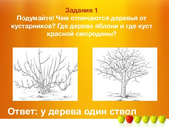 Задание 1 Подумайте! Чем отличаются деревья от кустарников? Где дерево яблони и где