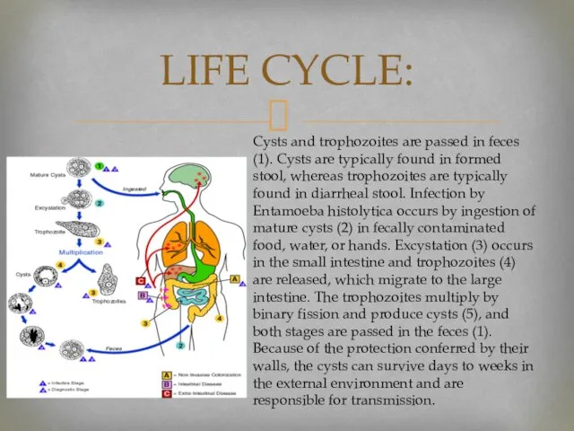 LIFE CYCLE: Cysts and trophozoites are passed in feces (1).