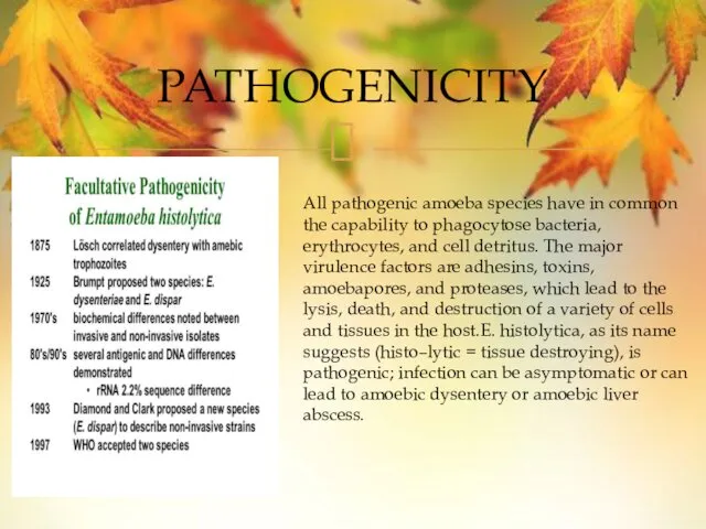 PATHOGENICITY All pathogenic amoeba species have in common the capability to phagocytose bacteria,
