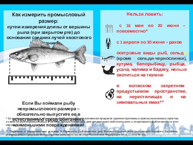 2 Как измерить промысловый размер: путем измерения длины от вершины