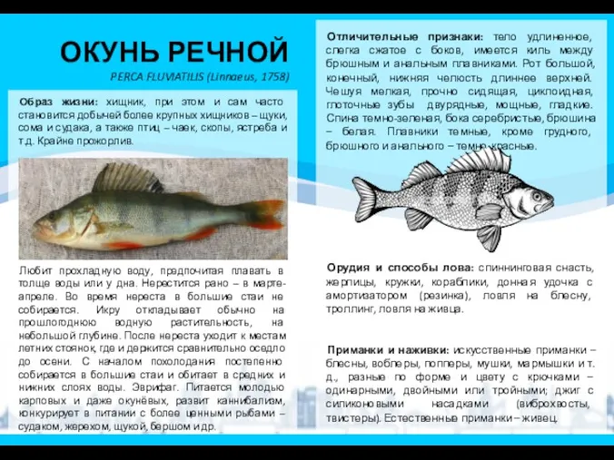 ОКУНЬ РЕЧНОЙ PERCA FLUVIATILIS (Linnaeus, 1758) Образ жизни: хищник, при