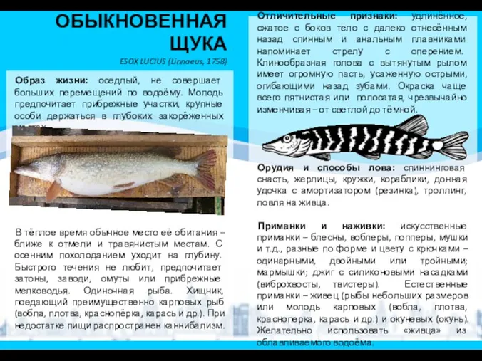 ОБЫКНОВЕННАЯ ЩУКА ESOX LUCIUS (Linnaeus, 1758) Образ жизни: оседлый, не совершает больших перемещений