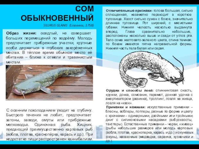 СОМ ОБЫКНОВЕННЫЙ SILURUS GLANIS (Linnaens, 1758) Образ жизни: оседлый, не