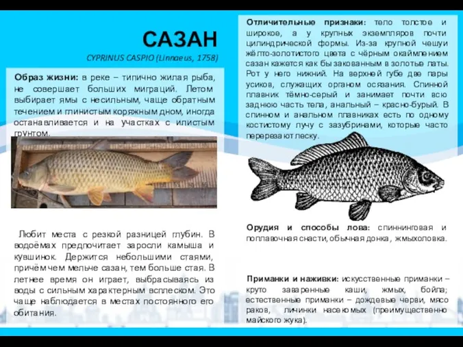 САЗАН CYPRINUS CASPIO (Linnaeus, 1758) Образ жизни: в реке – типично жилая рыба,