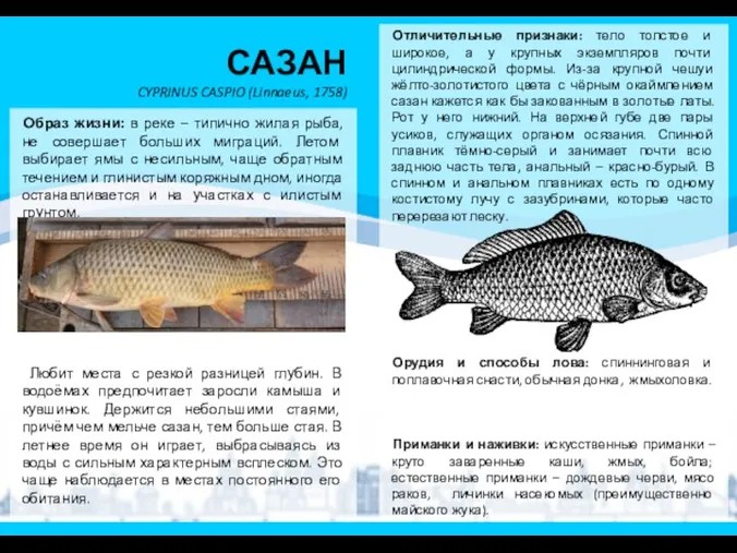 САЗАН CYPRINUS CASPIO (Linnaeus, 1758) Образ жизни: в реке –