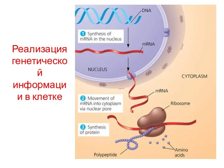 Реализация генетической информации в клетке