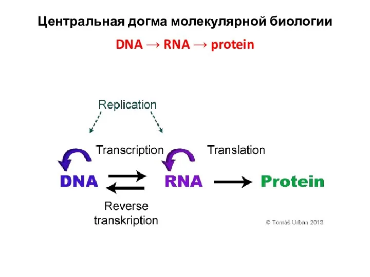 Центральная догма молекулярной биологии DNA → RNA → protein