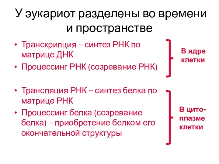 У эукариот разделены во времени и пространстве Транскрипция – синтез