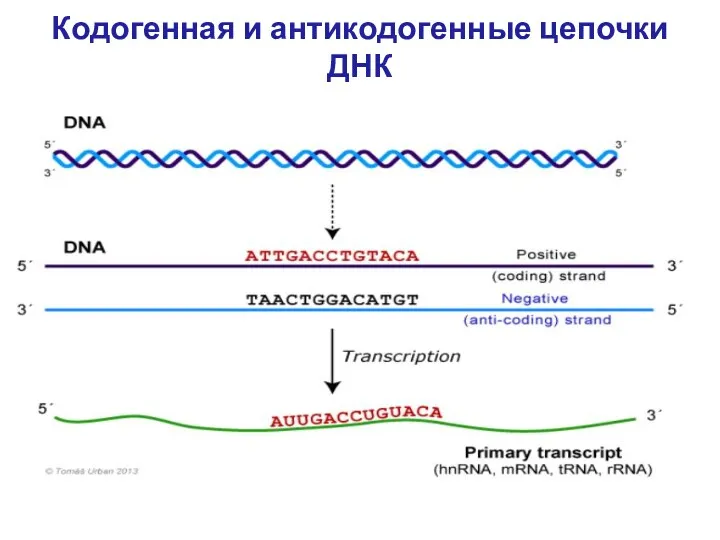 Кодогенная и антикодогенные цепочки ДНК