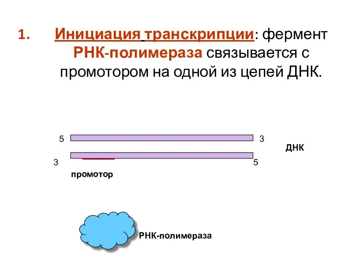 Инициация транскрипции: фермент РНК-полимераза связывается с промотором на одной из