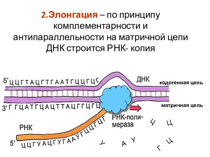 2.Элонгация – по принципу комплементарности и антипараллельности на матричной цепи