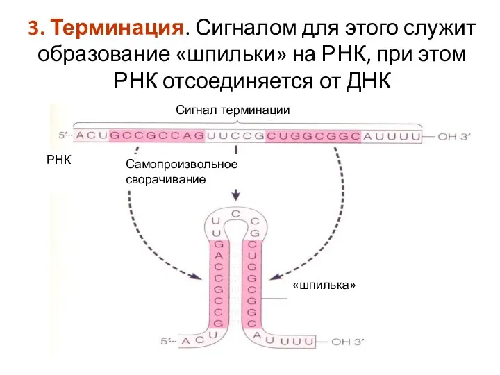 3. Терминация. Сигналом для этого служит образование «шпильки» на РНК,