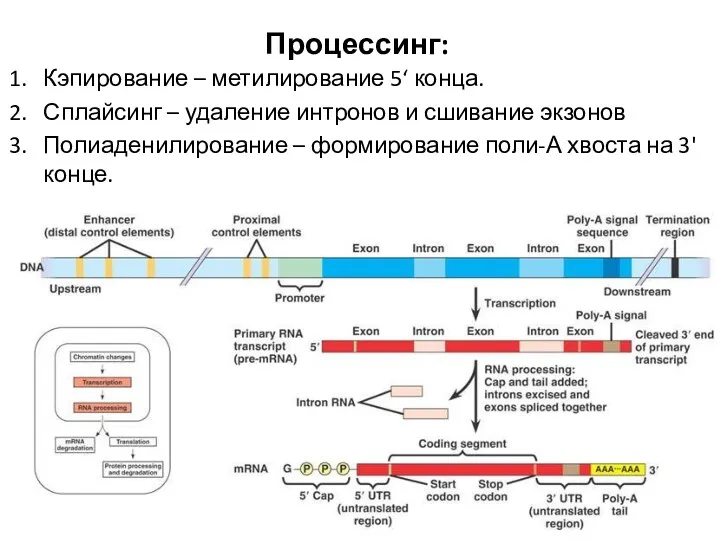 Процессинг: Кэпирование – метилирование 5‘ конца. Сплайсинг – удаление интронов