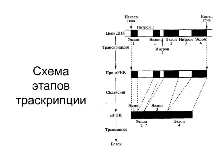 Схема этапов траскрипции