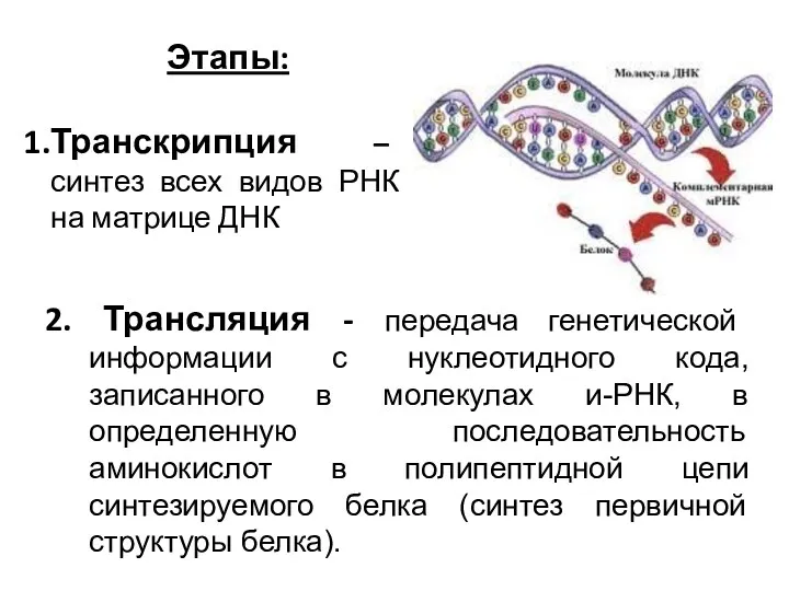 Этапы: Транскрипция – синтез всех видов РНК на матрице ДНК