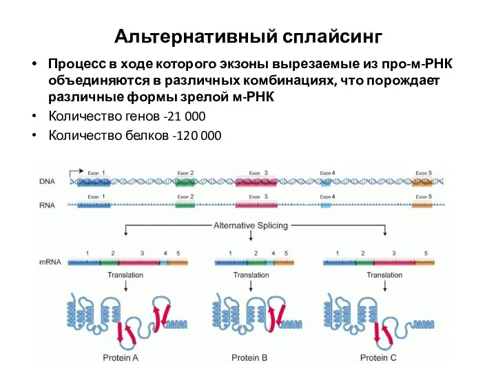 Альтернативный сплайсинг Процесс в ходе которого экзоны вырезаемые из про-м-РНК