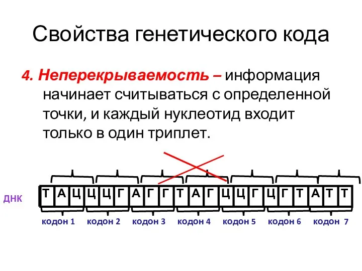 Свойства генетического кода 4. Неперекрываемость – информация начинает считываться с