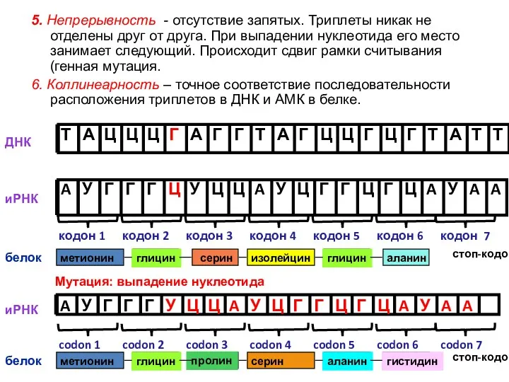 Мутация: выпадение нуклеотида метионин глицин пролин серин аланин гистидин стоп-кодон