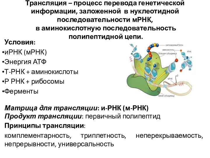 Трансляция – процесс перевода генетической информации, заложенной в нуклеотидной последовательности