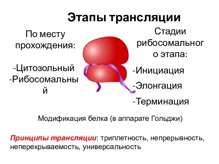 Этапы трансляции По месту прохождения: Цитозольный Рибосомальный Стадии рибосомального этапа: