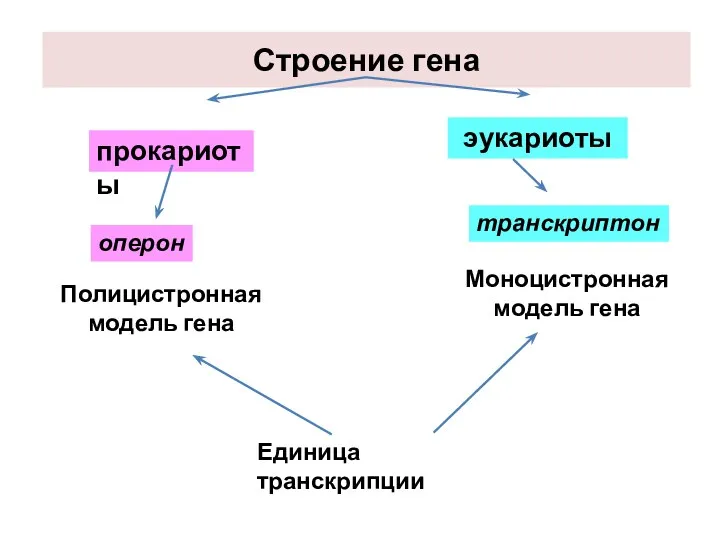 Строение гена транскриптон эукариоты прокариоты оперон Моноцистронная модель гена Полицистронная модель гена Единица транскрипции