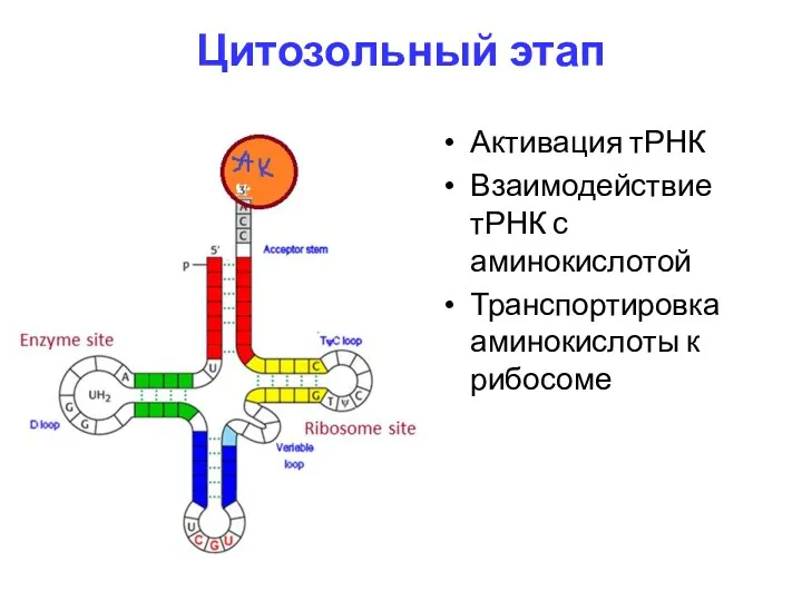 Цитозольный этап Активация тРНК Взаимодействие тРНК с аминокислотой Транспортировка аминокислоты к рибосоме