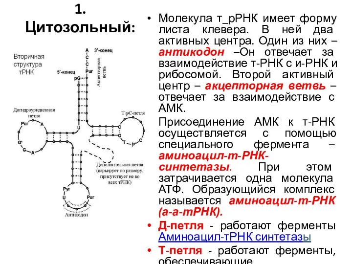 1. Цитозольный: Молекула т_рРНК имеет форму листа клевера. В ней