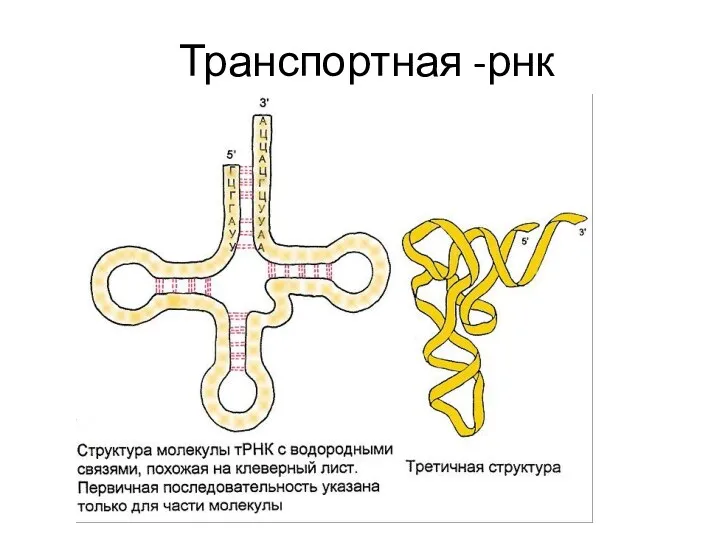 Транспортная -рнк