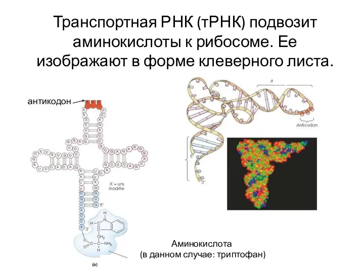 Транспортная РНК (тРНК) подвозит аминокислоты к рибосоме. Ее изображают в