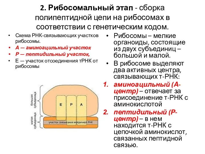 2. Рибосомальный этап - сборка полипептидной цепи на рибосомах в