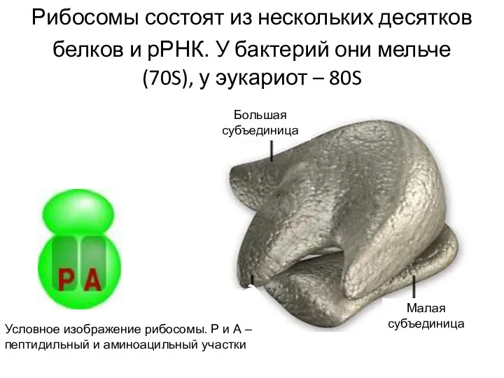 Рибосомы состоят из нескольких десятков белков и рРНК. У бактерий