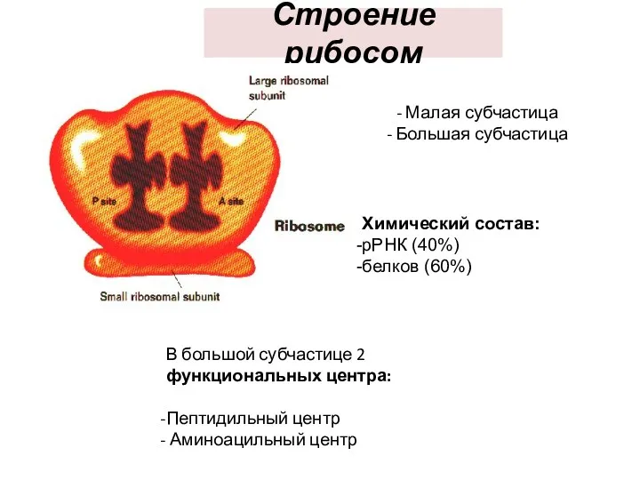 Строение рибосом Малая субчастица Большая субчастица В большой субчастице 2