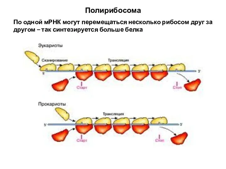 Полирибосома По одной мРНК могут перемещаться несколько рибосом друг за другом – так синтезируется больше белка