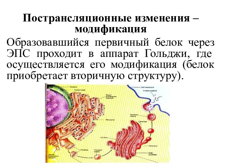 Пострансляционные изменения –модификация Образовавшийся первичный белок через ЭПС проходит в