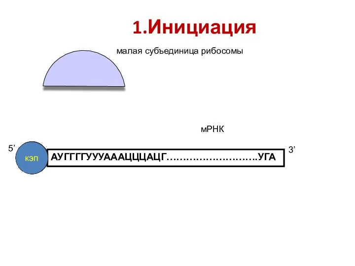 5’ 3’ мРНК малая субъединица рибосомы 1.Инициация