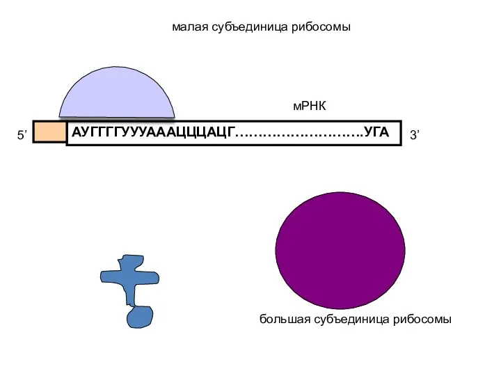 АУГГГГУУУАААЦЦЦАЦГ……………………….УГА 5’ 3’ мРНК малая субъединица рибосомы большая субъединица рибосомы