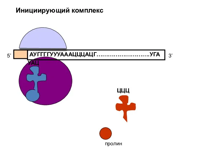 АУГГГГУУУАААЦЦЦАЦГ……………………….УГА 5’ 3’ УАЦ ЦЦЦ пролин Инициирующий комплекс